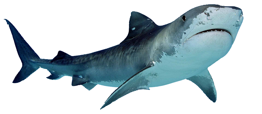 a shark